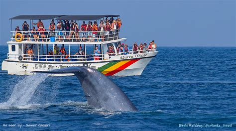 Sri Lanka Whale Watching Mirissa Blue Whales Sri Lanka Travel And