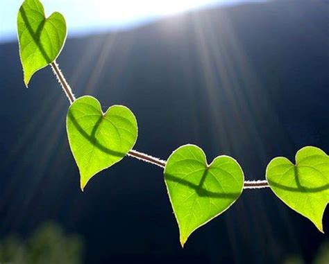 Check spelling or type a new query. Hearts Found In Nature - XciteFun.net