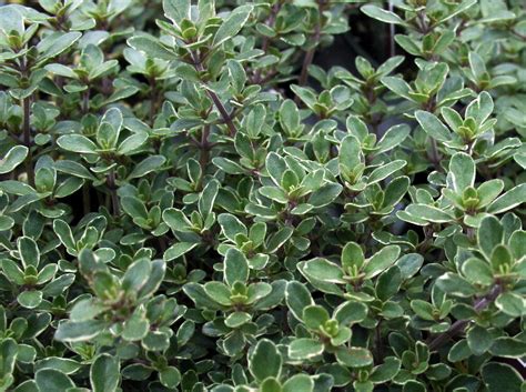 'argenteus' is a hybrid between t. Fruit and Vegetables - Surfing Hydrangea Nursery, Inc.