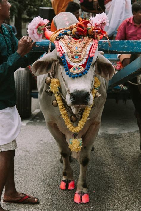 A Look At Western Views Sacred Cows In Hinduism Spiritcrossing