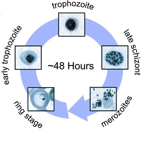 Life Cycle Of Plasmodium Ncert