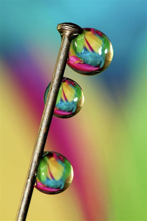 Pin Drop Photograph By Sharon Johnstone Pixels