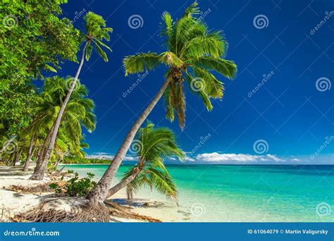 Tropical Beach With Palm Trees On Fiji Islands Stock Image Image Of