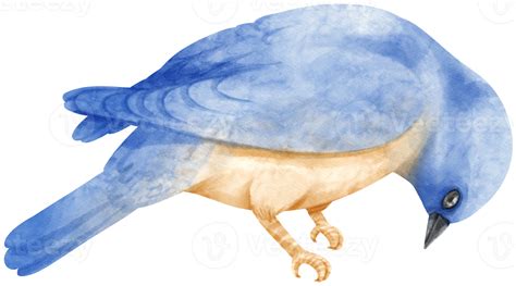 Watercolor Blue Bird Illustration 9373299 Png