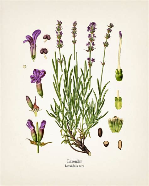 Vintage Lavender Botanical Print Ko 64 Fine Art Prints Of Etsy