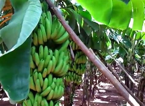 We did not find results for: 4 LANGKAH CARA MENANAM / BUDIDAYA PISANG | Pertanian