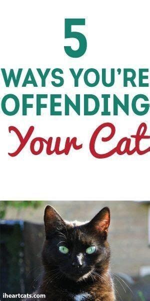 20 Top Photos Fun Facts About Cats Behavior Fun Facts About Kittens