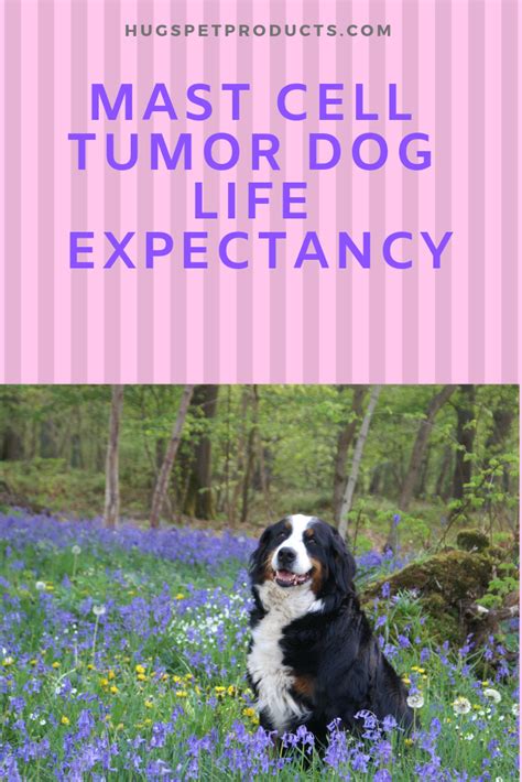 While mast cell tumor dog life expectancy depends on the stage and grade of the tumor found, there are treatment options. Mast Cell Tumor Dog Life Expectancy | Mast cell tumor dogs ...