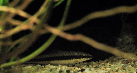 More images for how big do siamese algae eaters get » Photomic: May 2013