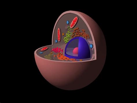 Eukaryotic Animal Cell 3d 3ds