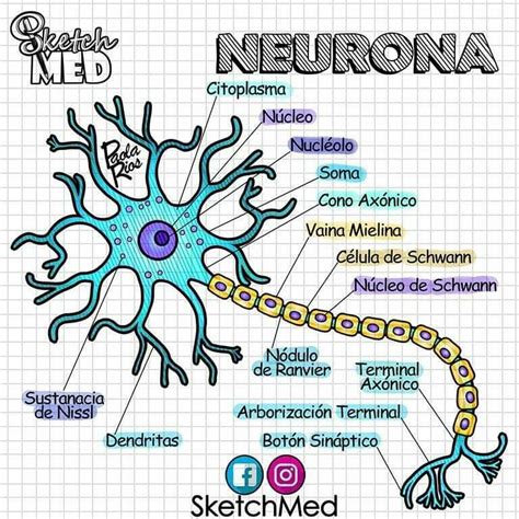 Anantomía Interna De La Neurona