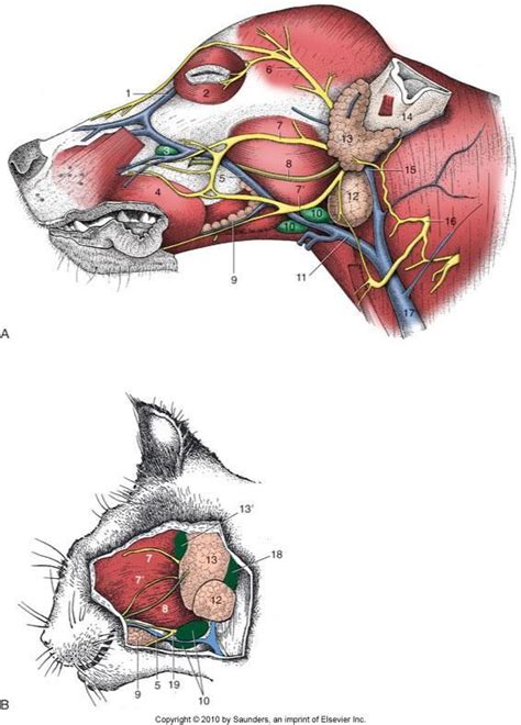 Canine Head Anatomy Veterinary Medicine Vanb601 With Orsini