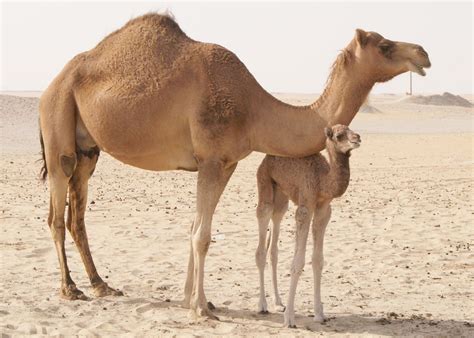 خلفيات جمل الصحراء وصور جمل عالية الدقة — الويب نيوز