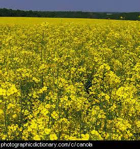 Sep 15, 2021 · there are two forms of annual cosmos: Plants that start with C