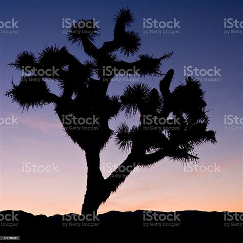 Joshua Tree Silhouette Stock Photo Download Image Now Arid Climate