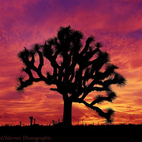 Joshua Tree At Sunset Photo Wp03299