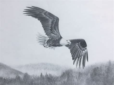 Bald Eagle Flying Sketch Original Graphite Pencil Drawing Of Wildlife
