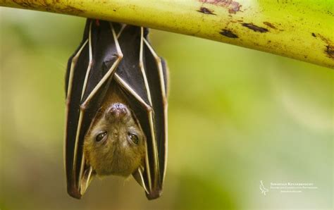 Common Fruit Bat Fruit Bat Bat Species Bat