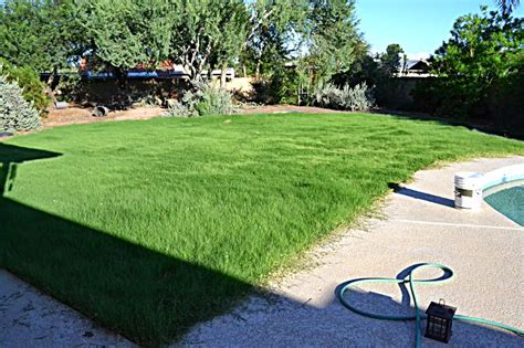 People dethatch a lawn when they: Lazy Gardening: Watching Grass Grow: Week Eleventy To Mow or Not to Mow, That is the Question