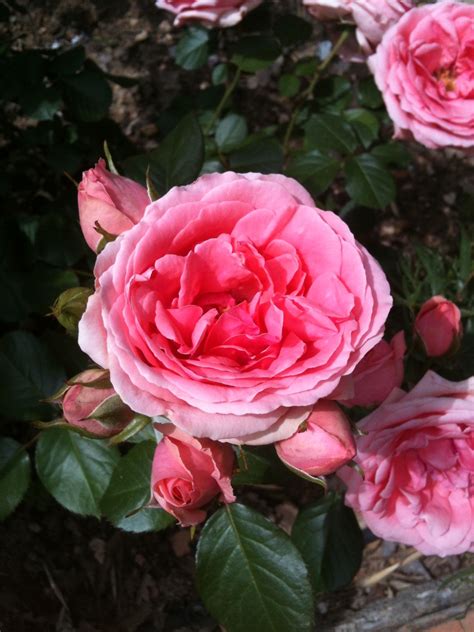Rose De Jardin Fleurs Jardins La Vie En Rose