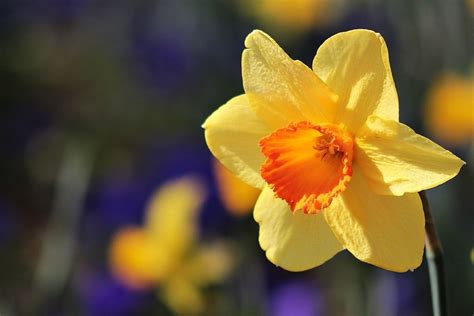 Why Do Brits Wear Daffodils In March