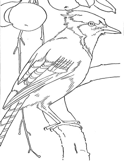 21 blue jay coloring pages garekgillies
