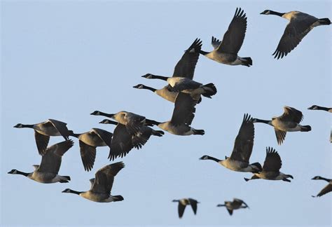 Ke han chen (down with. World Migratory Day: Bird migration helps balance the ...