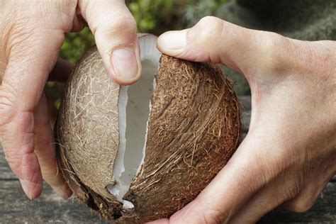 how to crack and open a coconut