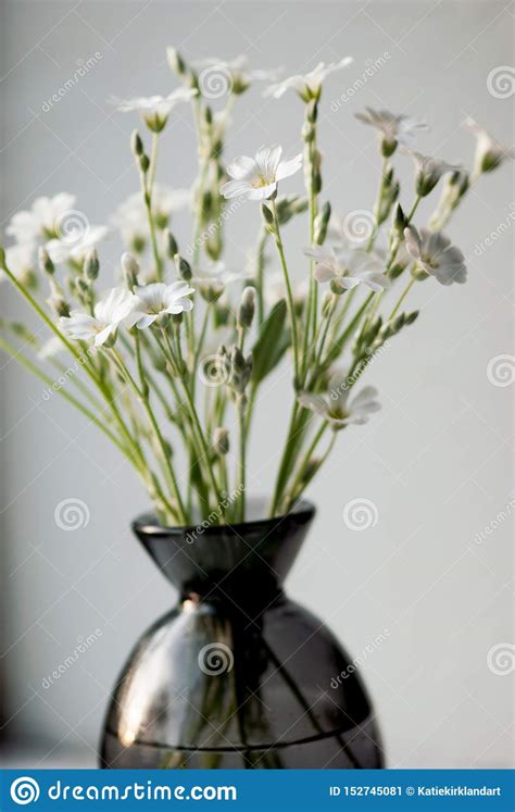 Scegli la consegna gratis per riparmiare di più. Fiori bianchi in vaso immagine stock. Immagine di florist ...