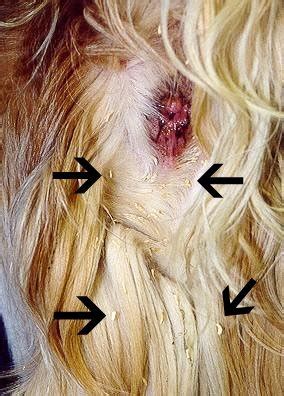 Cat tapeworms are long, flat, white worms. Worms! - Marion Animal Hospital - Veterinarians on the ...