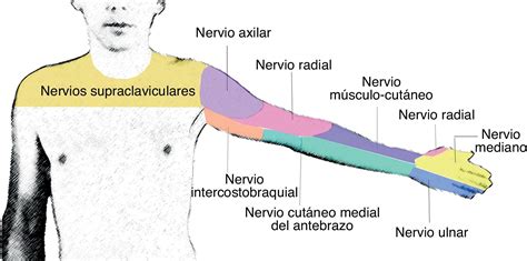 Bloqueo De Los Nervios PerifÉricos En Extremidades Superiores Dolopedia