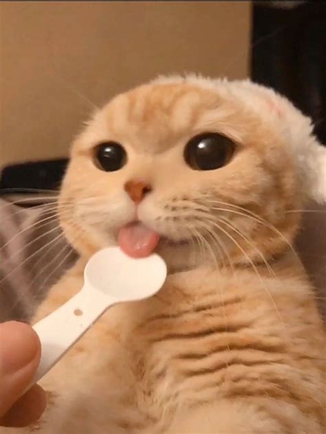 12 Cute Cats Aesthetic In 2020 Cute Baby Cats Cute Cat Wallpaper
