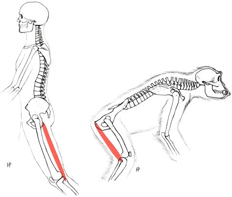 The state of victoria and the department of health & human services shall not bear any liability for reliance by any user on the materials. Study shows changes in anatomy would have made walking easier without reducing muscles for ...