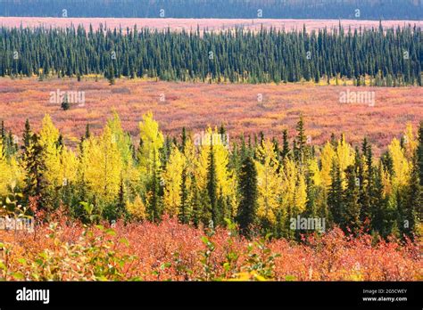 Alaska Fall Colors Stock Photo Alamy