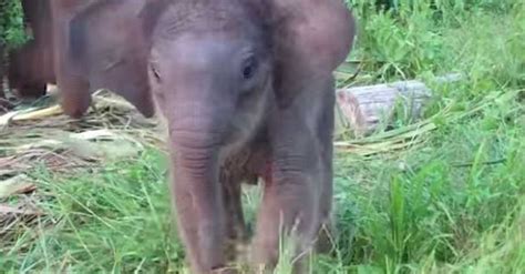 Aww A Baby Elephant Learns To Use Her Trunk Ive Never Seen Anything