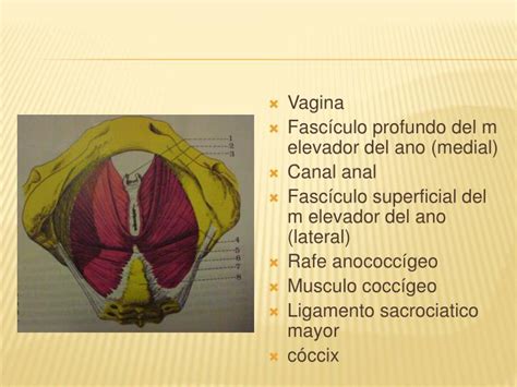 Ppt Caracteristicas De La Vulva Y Piso Perineal Powerpoint