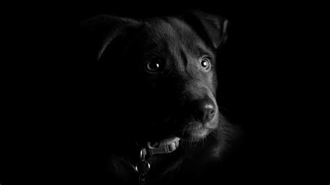 Nature Animals Dog Artwork Photography Monochrome Portrait Black
