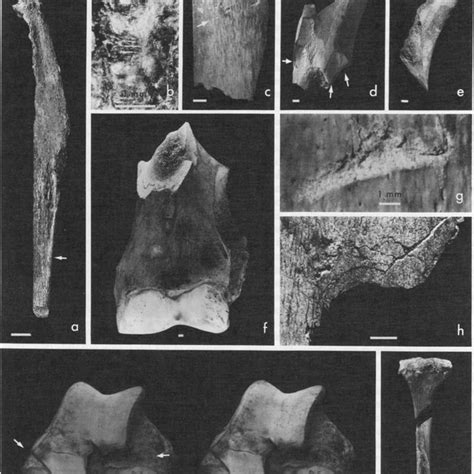 Pdf Mastodon Butchery Microscopic Evidence Of Carcass Processing And
