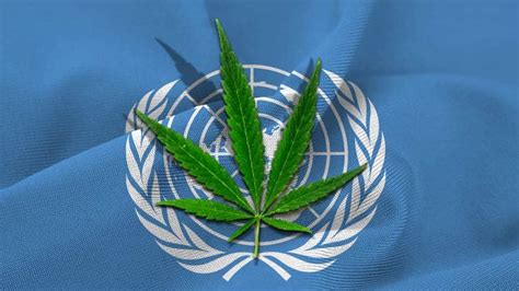 Are Un Drug Rules Out Of Date Cannabis Magazine