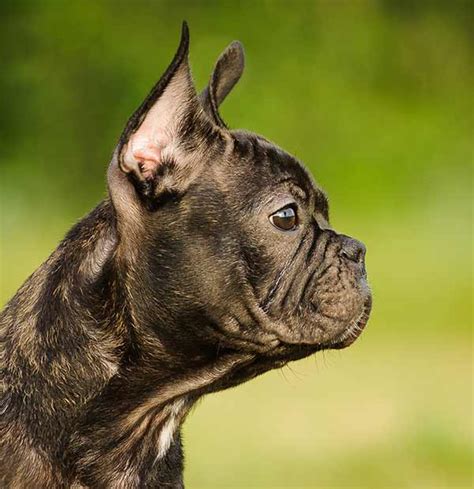 250+ fun & fantastic names for frenchies. French Bulldog Names - 100s Of Ideas To Inspire You