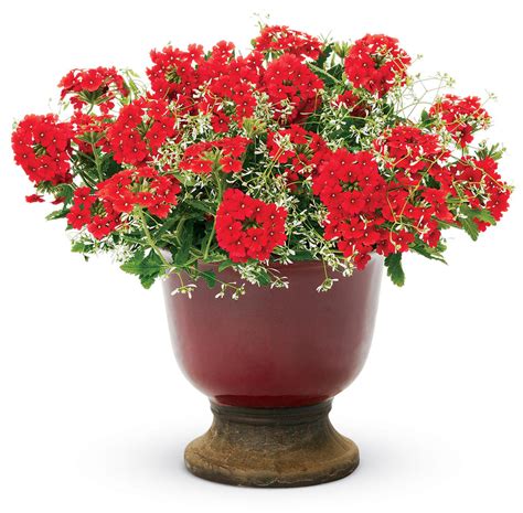 I'd like to propagate a lot of plants from the mama plant to use as filler for my beds. Diamond Frost® - Euphorbia hybrid | Proven Winners