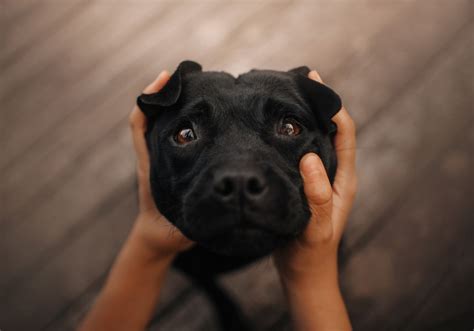 Do Dogs Cry Tears Like Humans
