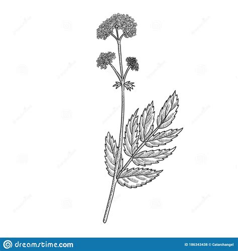 Vector Drawing Valerian Stock Vector Illustration Of Herb 186343438