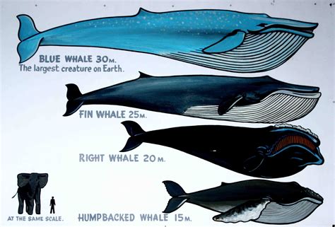 Different Kinds Of Whales Chart Travel Pinterest