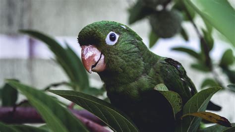 Parrot Bird Green Leaves Beak 4k Hd Wallpaper