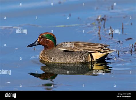 Eurasian Teal Common Teal Anas Crecca Male Swimming In Breeding
