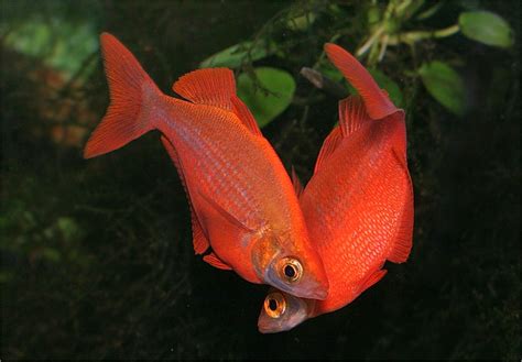 Glossolepis Incisus Salmon Red Rainbowfish Nano Tanks Australia Aquarium Shop