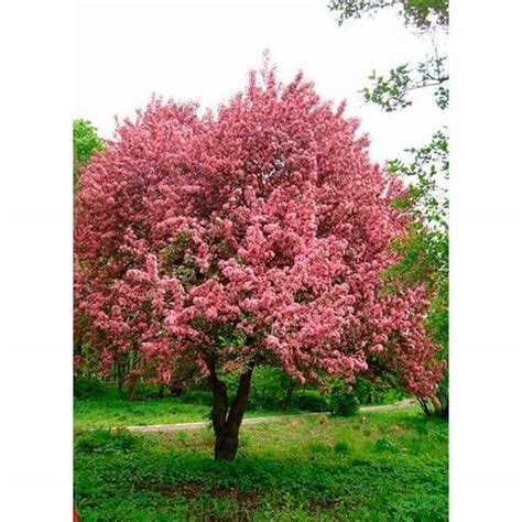 Buy Prairie Fire Flowering Crabapple Tree Bare Root Online At Lowest