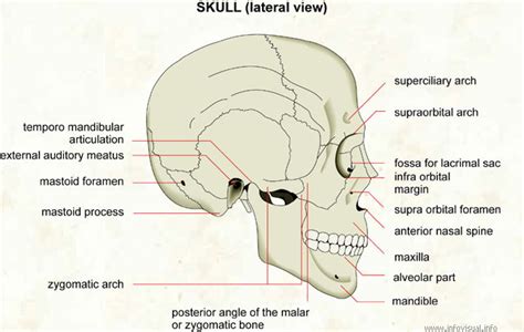 Skull Lateral View Visual Dictionary Didactalia Material Educativo