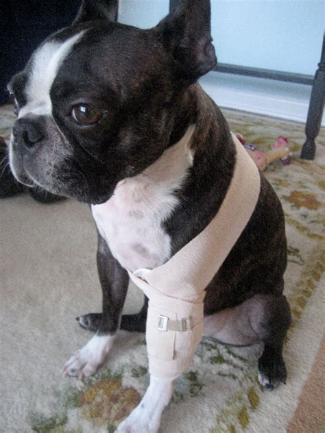 If the sprain goes unaddressed, lameness may continue and, over time, leg muscles may. Wrap It Up: Using Soft Supports For Your Dog | Dawg ...